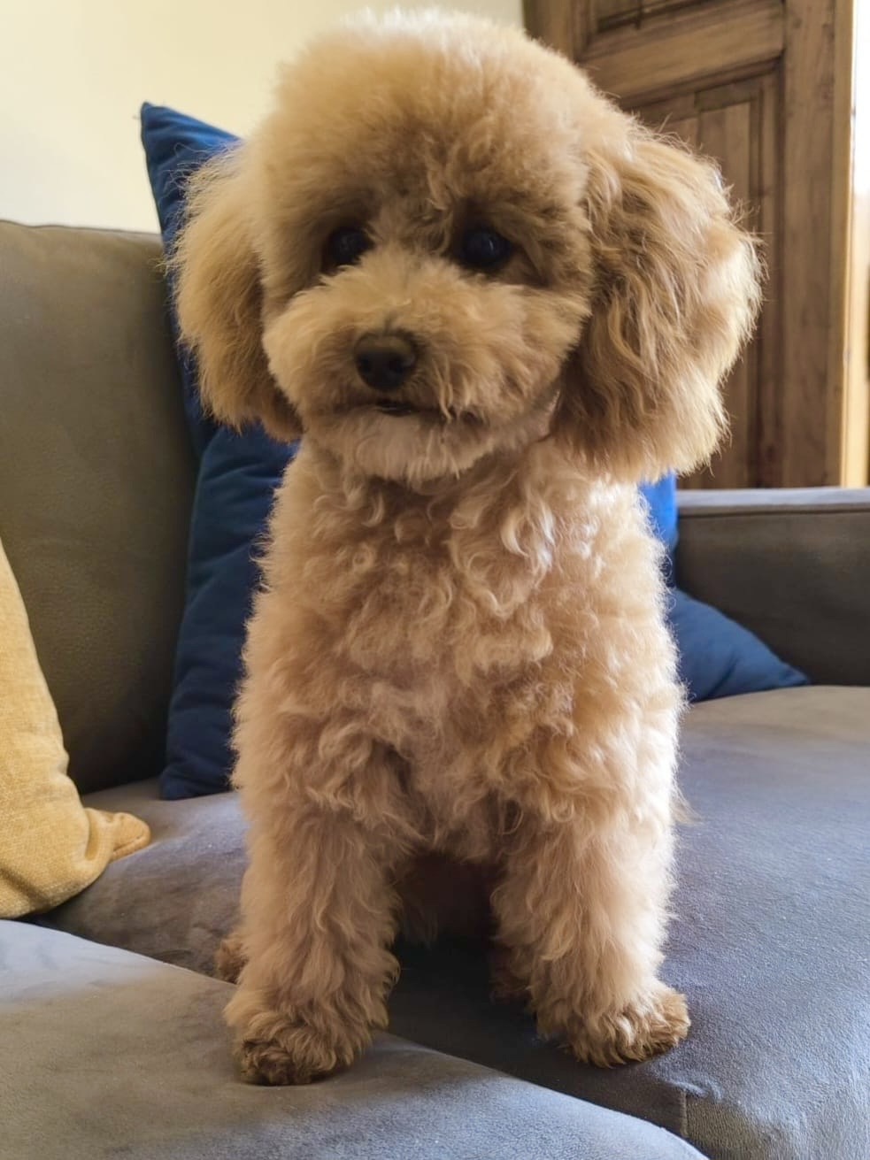 Cucciola Rosy il suo primo taglio